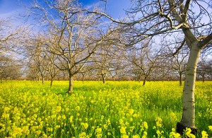 4102443434_d5a3f95405