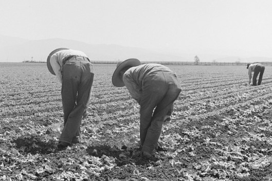 Filipino field workers thinning lettuce with the short hoe, Salinas Valley. Photograph by Dorothea Lange.