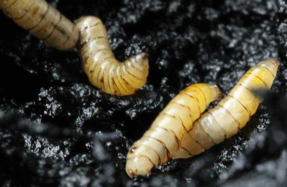 Rhagoletis_completa-larvae
