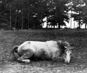 antietamhorse