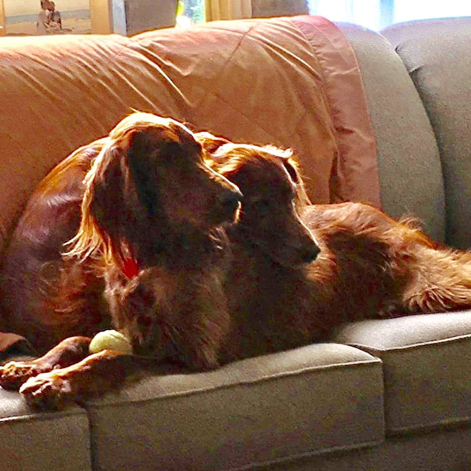 23517933_10214626934730808_5781607896525190584_n