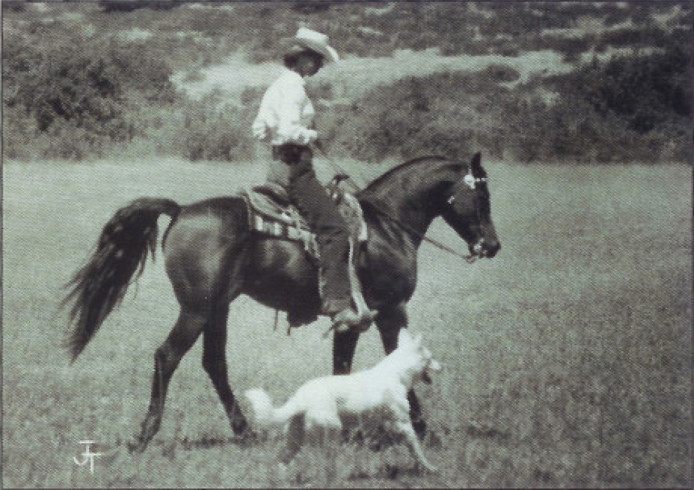 arabian-horse-cow-8